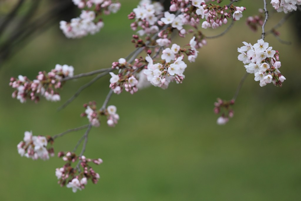 桜④