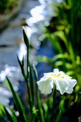 菖蒲①