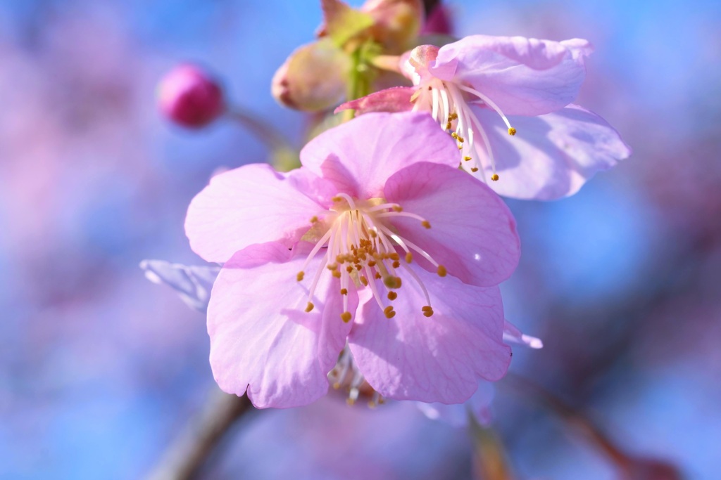 河津桜