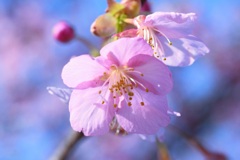 河津桜