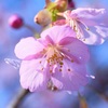 河津桜