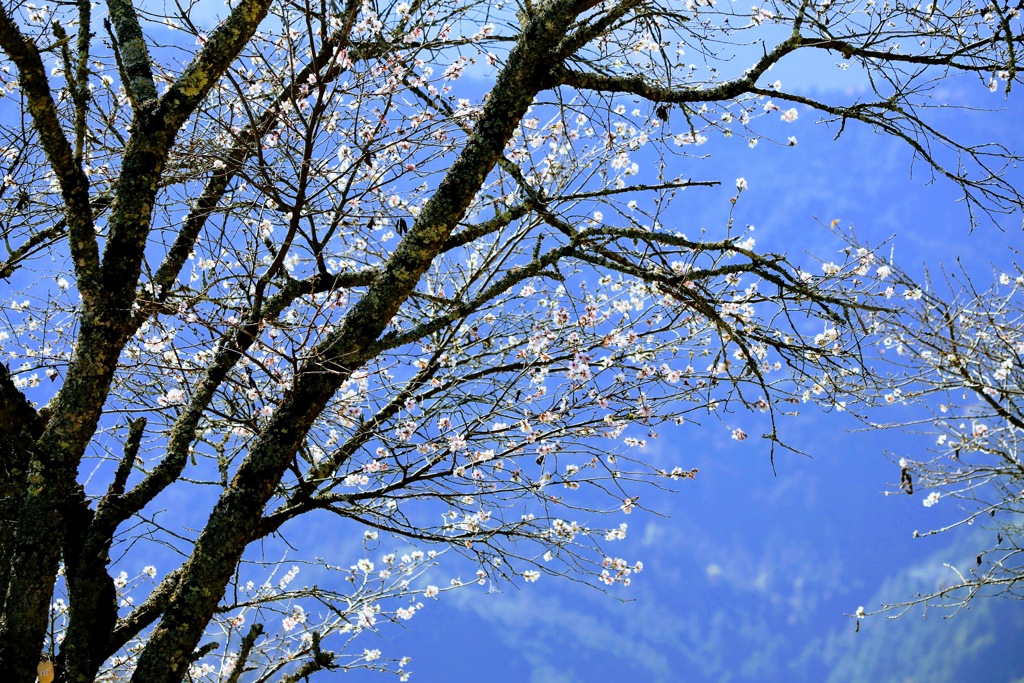 桜山公園③