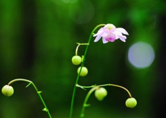 華