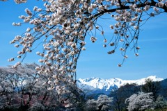 沼田市の桜景色②