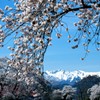 沼田市の桜景色②