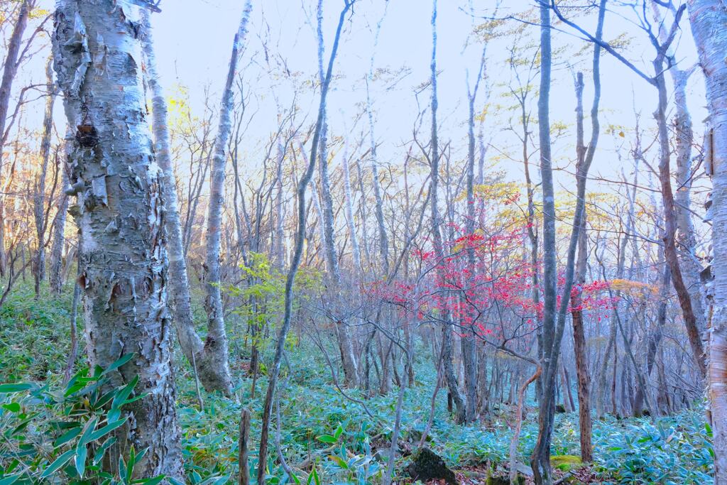 赤城山の紅葉②