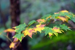 今年の紅葉は？