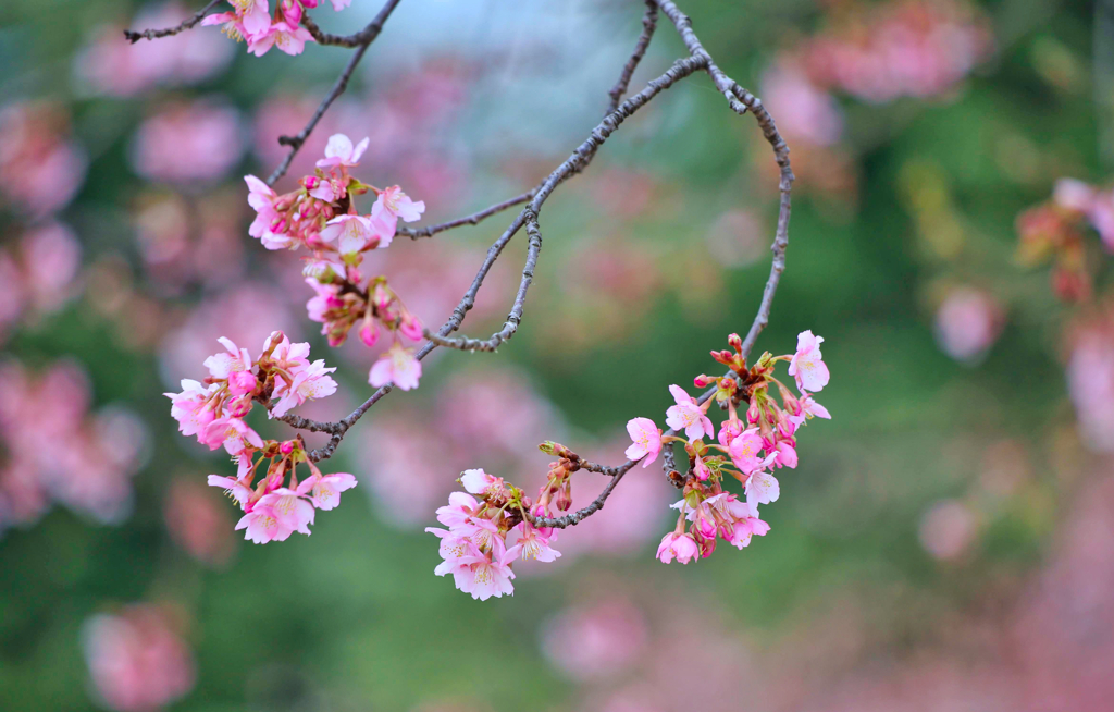 河津桜①