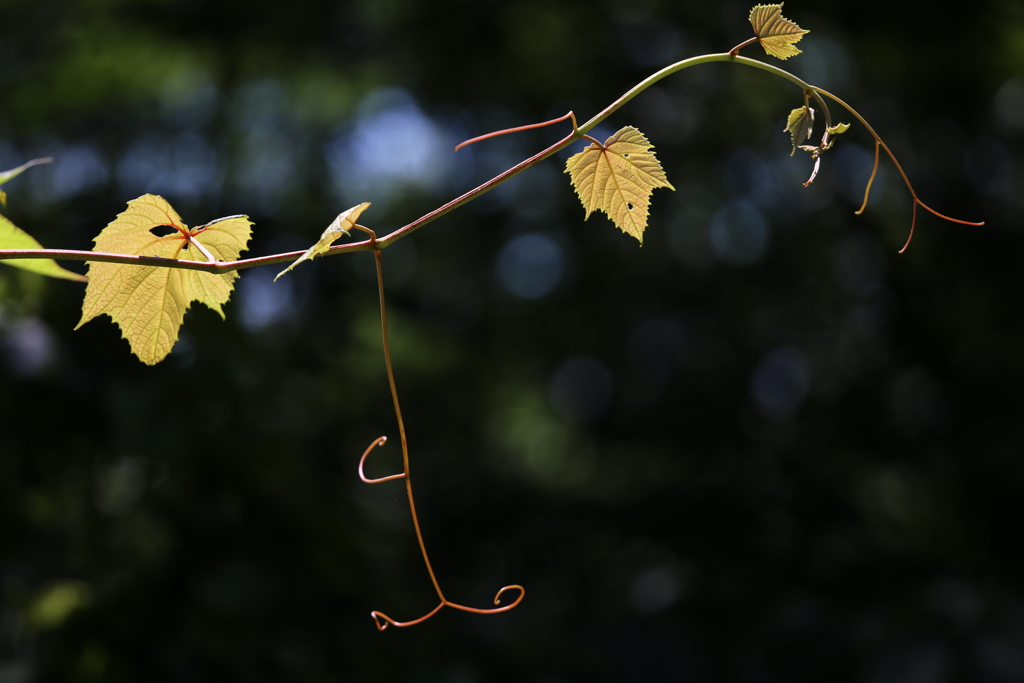 山葡萄の紅葉