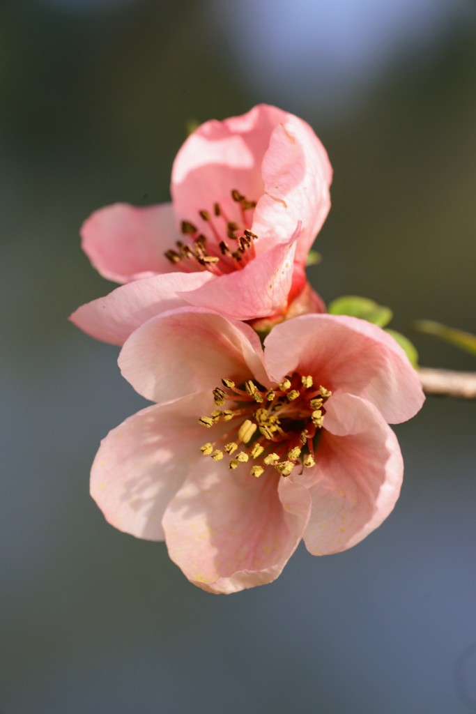 水際に咲く木瓜の花②