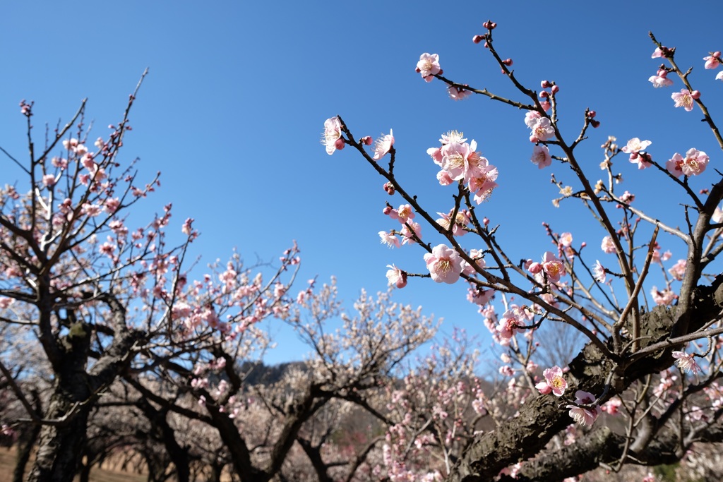 青空に映えて⑥