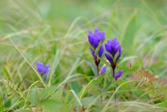 自然の生け花③