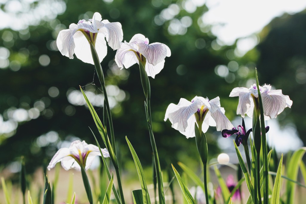 菖蒲③