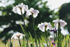 菖蒲③