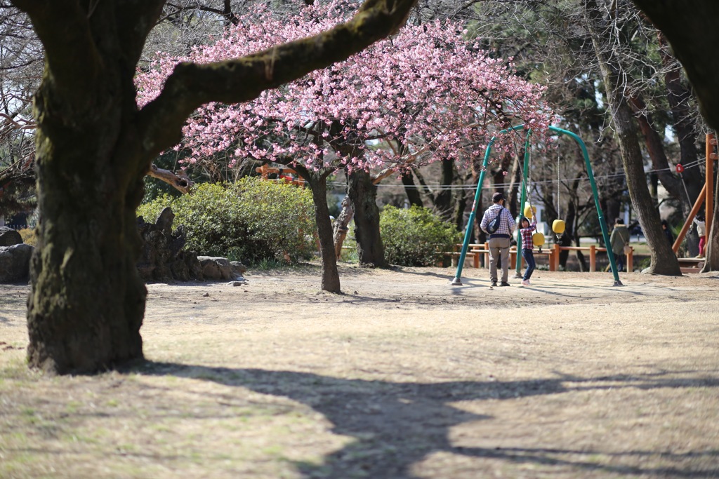 春爛漫②