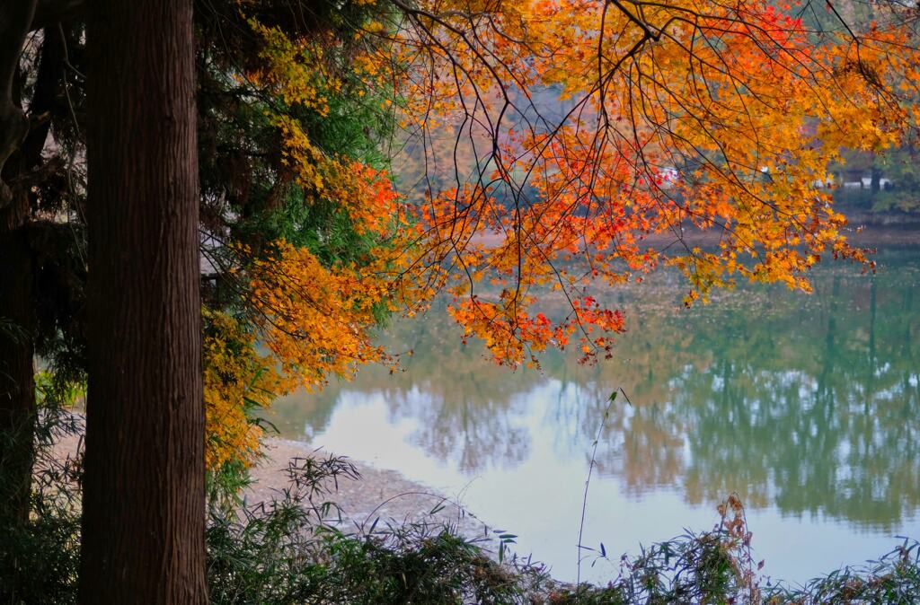 嶺公園の紅葉⑤