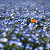 ネモフィラ②