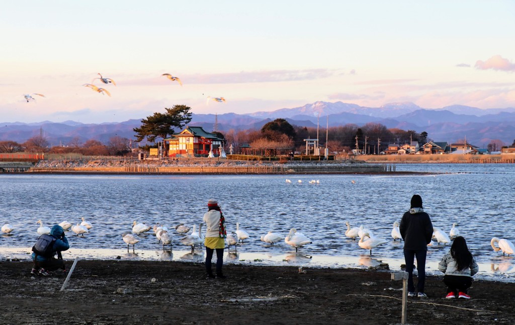 多々良沼の白鳥②