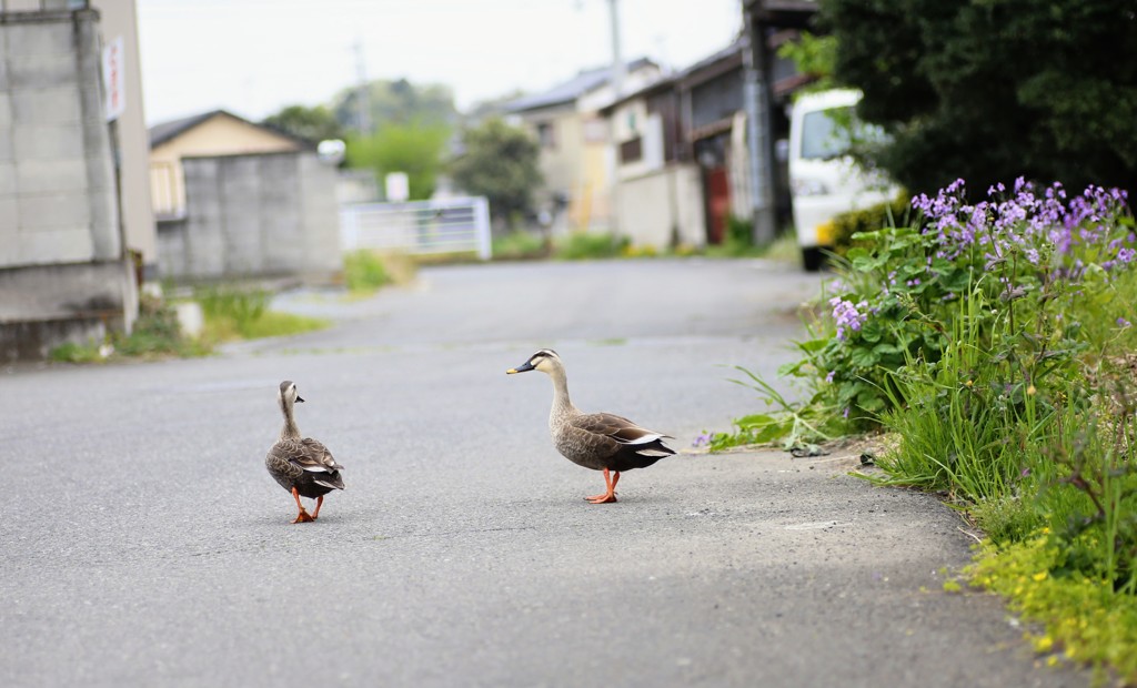 鴨の会話