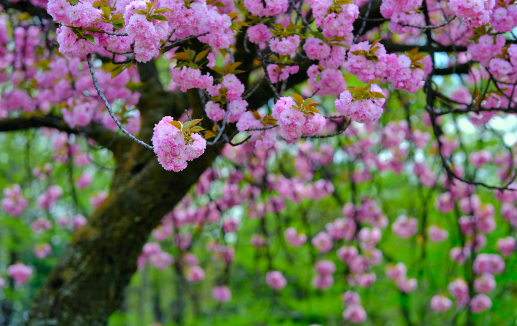 八重桜⑤