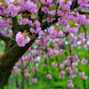 八重桜⑤