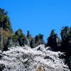 妙義山と桜①