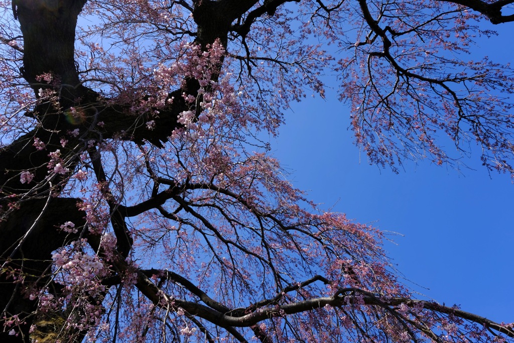 しだれ桜