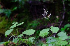 日光白根山登山道にて②