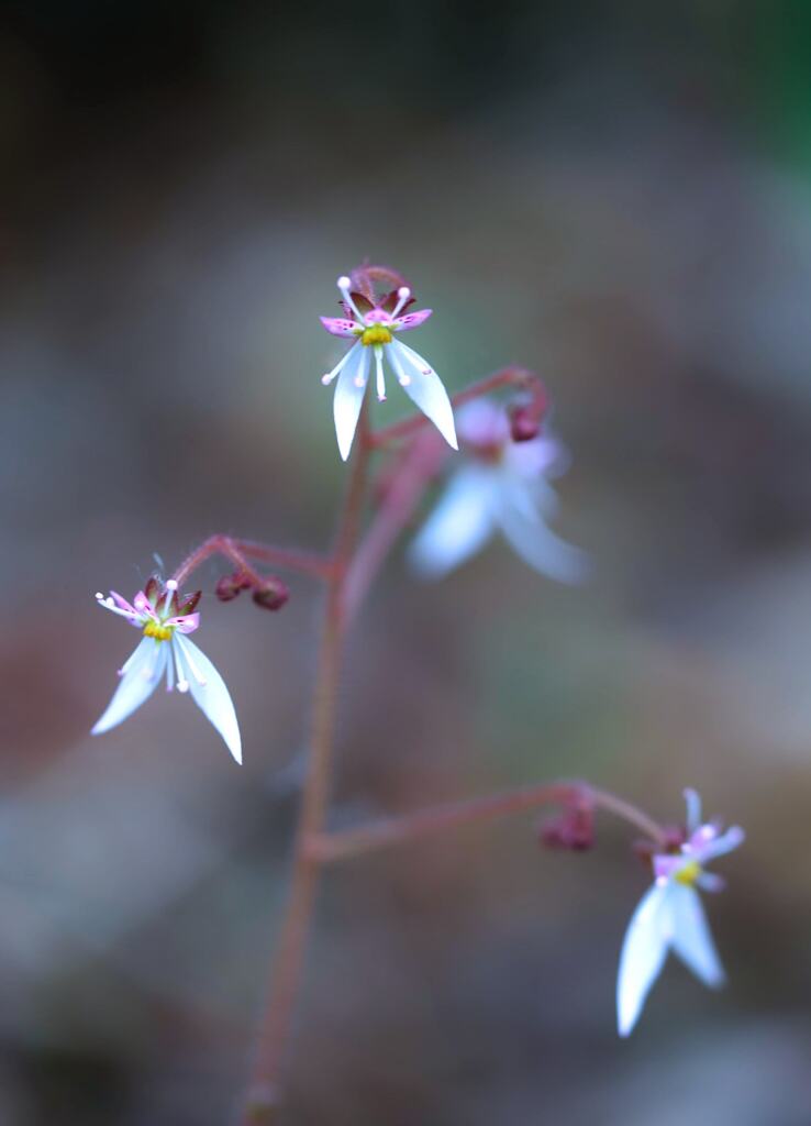 庭の花