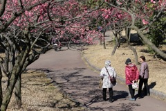 梅のトンネル②