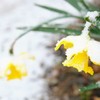 大雪？正午過ぎ①