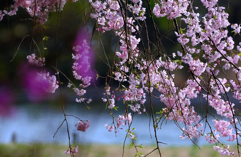 枝垂れ桜