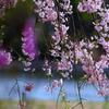 枝垂れ桜