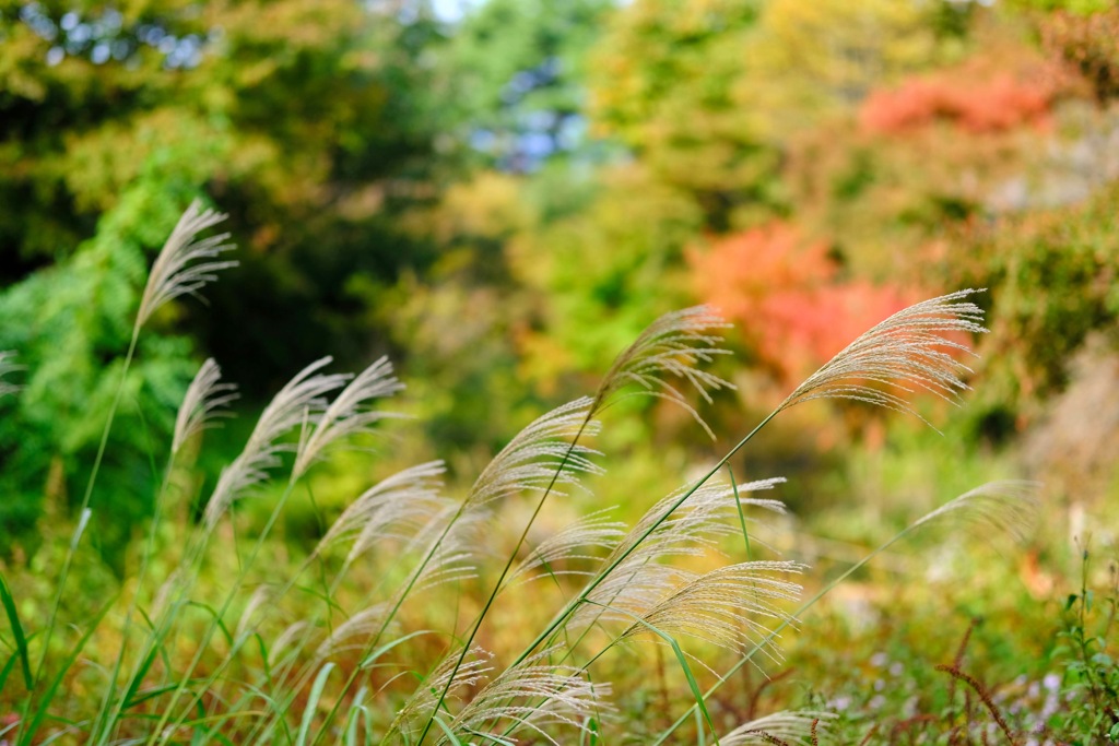 紅葉の兆し①