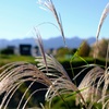 ススキ輝く