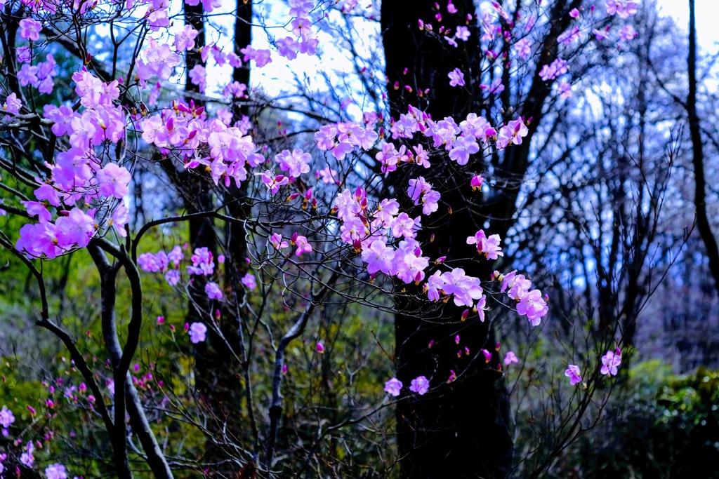 赤城自然園⑧