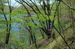 ツツジ咲く風景①