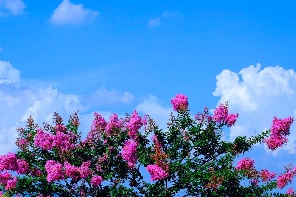 夏空②