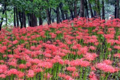 旬の彼岸花①