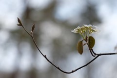 ガクアジサイ？①