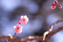 紅梅①