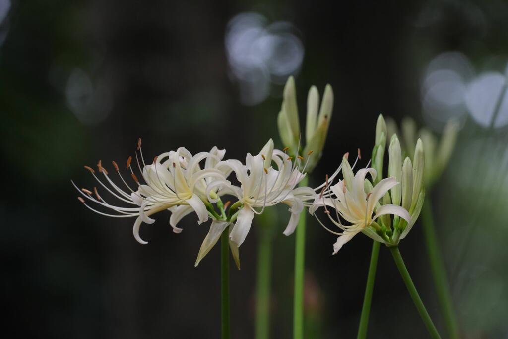 曼珠沙華①