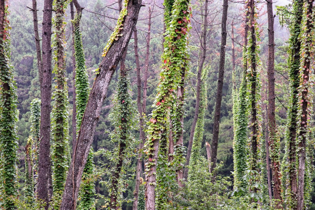 自然のデザイン①