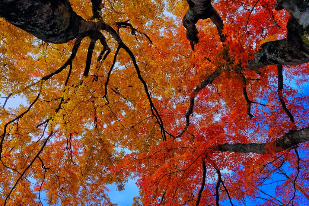 榛名の紅葉③