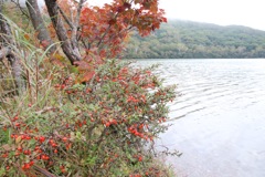小沼湖畔①