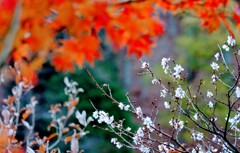 寒桜と紅葉①