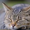 くつろぎの時間①