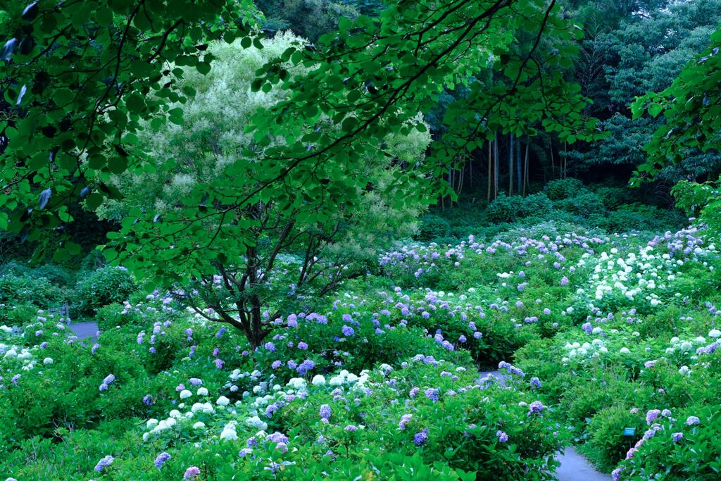 荻窪公園①