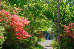 赤城山のツツジ⑤