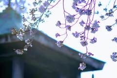 しだれ桜②